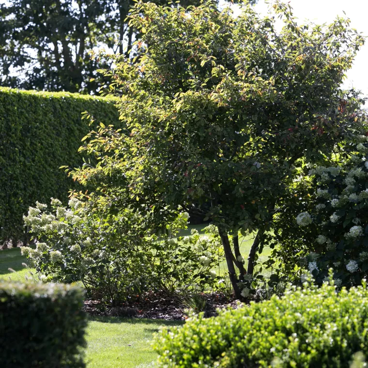 Landelijk gelegen tuin met elegante haagmassieven (29) - 